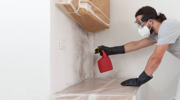 Basement Mold Remediation treatment on basement walls in Dauphin